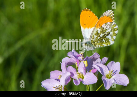 Aurora Halterung (Anthocharis cardamines) Stockfoto