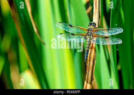 Big Blue Arrow, männlichen sitzen auf cattail Stockfoto