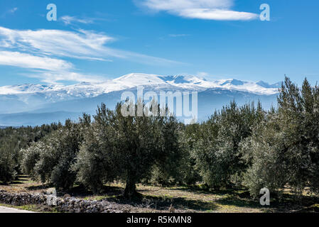 Gipfel der Sierra Nevada in Andalusien, Spanien mit üppigen Olivenhainen im Vordergrund. Stockfoto