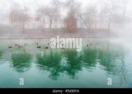 Herde von Enten an einem nebligen Fluss Stockfoto