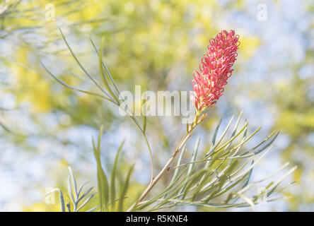 Grevillea mit Rosa spider Blume Stockfoto