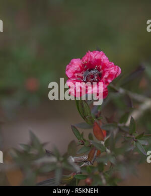 Leptospermum scoparium Burgund Königin Stockfoto