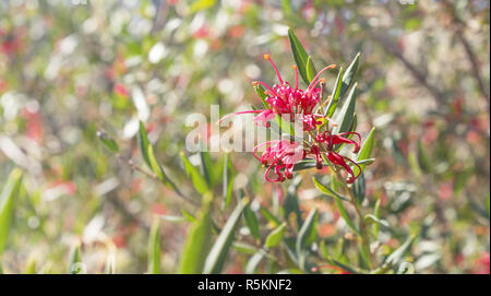 Australian wildflower Grevillea Glanz Stockfoto