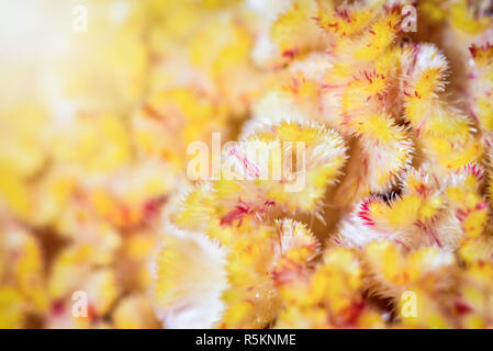 Makro gelb Cockscomb Blume Stockfoto