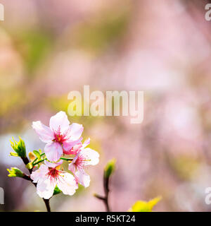 Wunderschöne realistische Sakura Japan cherry Zweig mit blühenden Blumen Stockfoto