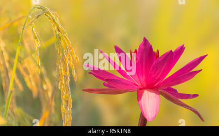 Abstrakte Soft Focus der Oberflächentextur, reifen Phase der braune paddy Reis Saatgut, Ernte von Rohreis Feld mit Nymphaea Lotus, Nymphaeaceae, r Stockfoto