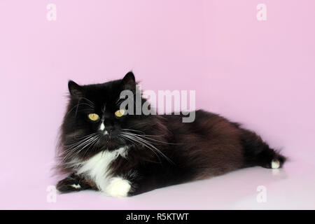 Schwarze Katze legt auf der rosa Hintergrund Stockfoto