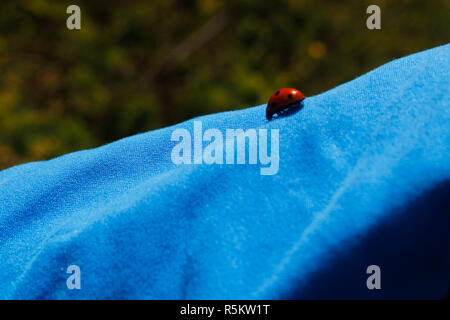 Rote Marienkäfer am blauen Hemd Stockfoto