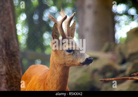 Roe Hyla arborea Stockfoto