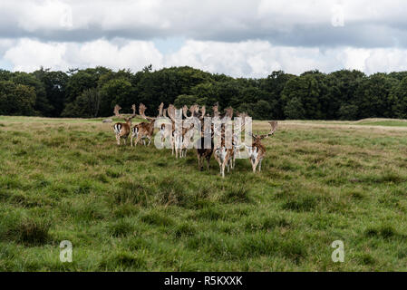 Eine Herde Damhirsche im Holz (Dama Dama) in Dänemark Stockfoto