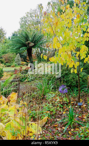 Herbst Blick auf ascog Halle Garten und in der Nähe von Fernery Rothesay auf der Isle of Bute, Argyll, Schottland. Stockfoto