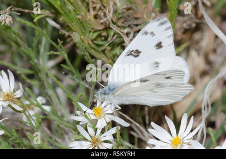 Kariert Weiß, Pontia protodice, nectaring am nachlaufenden Berufskraut, Erigeron flagellaris Stockfoto