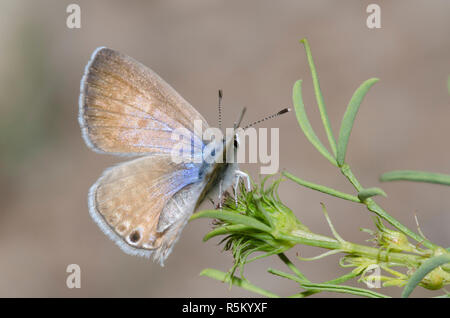 Marine Blau, Leptotes marina, Weiblich Stockfoto