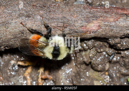 Hunt's Bumble Bee, Bombus huntii, Schlamm Stockfoto