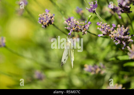 In der Nähe von einem wunderschönen weißen Buttefly (kohlweißling), die auf einem Lavendel Pflanze sitzt. Stockfoto
