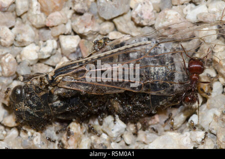 Oderous Ameisen, Forelius pruinosus, mit eindringenden Rot Harvester Ant, Pogonomyrmex barbatus, auf tote Zikaden, Unterfamilie Tettigadinae Stockfoto