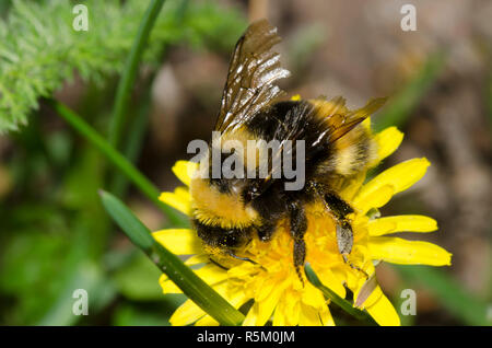 Westliche Gelbbänderbumble Bee, Bombus occidentalis, auf gemeinem Löwenzahn, Taraxacum officinale Stockfoto