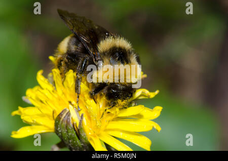 Westliche Gelbbänderbumble Bee, Bombus occidentalis, auf gemeinem Löwenzahn, Taraxacum officinale Stockfoto