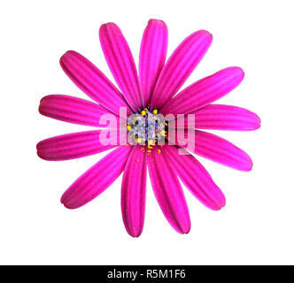 Blume des African Daisy Stockfoto