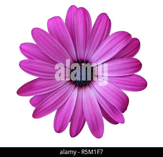 Blume des African Daisy Stockfoto