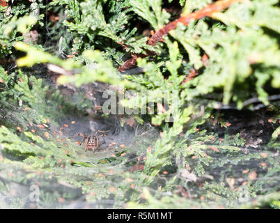 Spider (Agelena labyrinthica Labyrinth Spinnen -) Inside Deep Web big Warten geduckt Predator für Fliegen Stockfoto