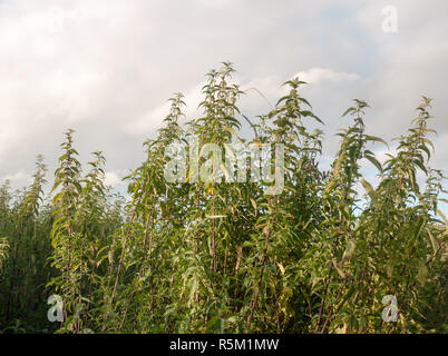 Massive wild wachsenden Brennnessel Pflanzen und Farnen, von der Seite gesehen Stockfoto