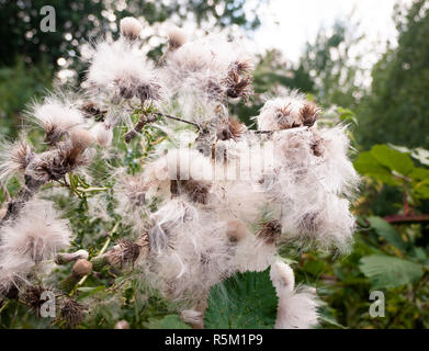 Wunderschöne Nahaufnahme Menge detail von vielen flauschigen weißen Mariendistel Blütenköpfe Stockfoto