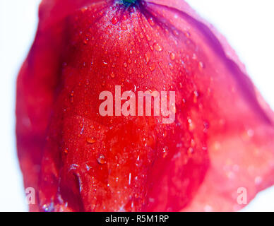 Nahaufnahme der Drop rotes Feld poppy Blütenblätter mit nassen Wasser Tau Tropfen in Studio weißen Hintergrund Papaver rhoeas Stockfoto