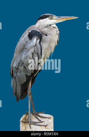 Great Blue heron Ardea cinerea vor blauem Hintergrund Stockfoto