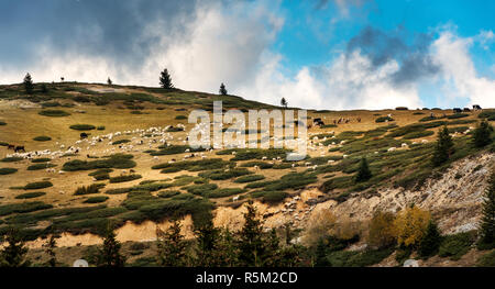 Sar-Berge, SAR planina, Mazedonien - Gemischte Herde Schafe und Rinder weiden auf unter dem bewölkten Himmel Stockfoto