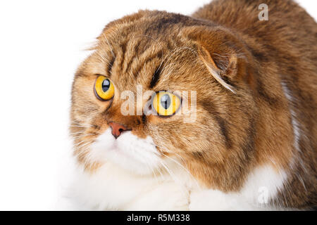 ernsthafte Scottish Fold Katze auf weißem Hintergrund closeup Stockfoto