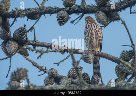 Cooper's Habicht (Accipiter cooperii) in einer der regionalen Parks in Kalifornien in der San Francisco Bay Area thront. Stockfoto