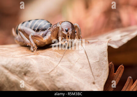 Jerusalem Kricket oder Kartoffel bug (Stenopelmatus Fuscus), einem gemeinsamen Wohnsitz in Gärten in Kalifornien. Es ist ein harmloser Insekt. Stockfoto