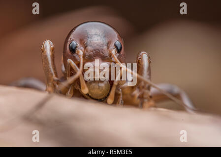 Ein Makro Foto des Kopfes oder des Gesichts eines Jerusalem Kricket oder Kartoffel bug (Stenopelmatus fuscus) Blick auf ein Blatt auf dem Boden. Stockfoto