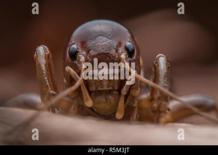 Ein Makro Foto des Kopfes oder des Gesichts eines Jerusalem Kricket oder Kartoffel bug (Stenopelmatus fuscus) Blick auf ein Blatt auf dem Boden. Stockfoto