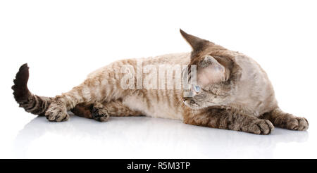 Grau Devon Rex Katze mit großen Ohren liegen auf Weiß Stockfoto