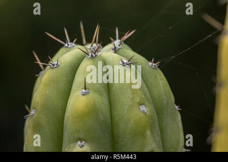 Der San Pedro Kaktus (echinopsis Pachanoi) ist eine gemeinsame Zierpflanzen Kaktus. Eine Nahaufnahme von den Dornen. Stockfoto