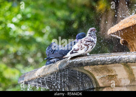 Stadt drei Tauben - Tauben in der Badewanne auf dem Wasser Brunnen in Italien thront. Stockfoto