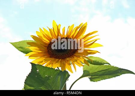 Sonnenblume (Helianthus annuus), Hintergrundbeleuchtung Stockfoto