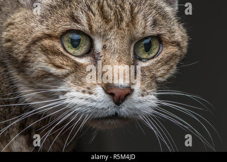 Eine Nahaufnahme Foto eines zehn Jahre alten Katze fördern Gesicht und Augen mit den Details in beiden. Stockfoto