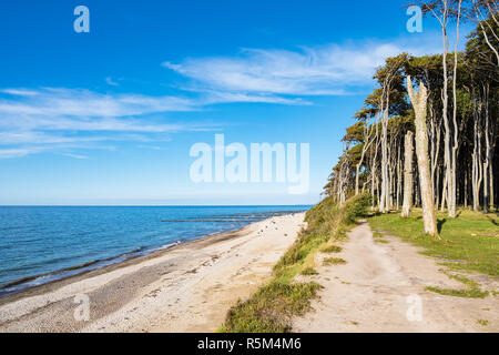 KÃ¼stenwald auf der Ostsee in der Nähe von nienhagen. Stockfoto