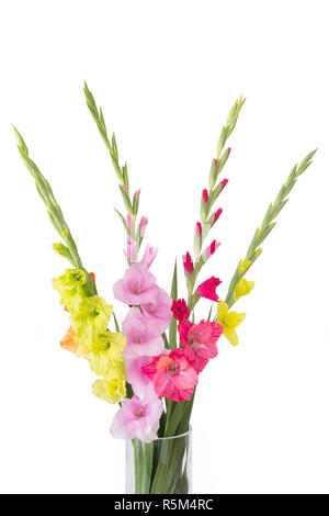 Farbenprächtige Gladiolen (Gladiolus) auf weißem Hintergrund Stockfoto