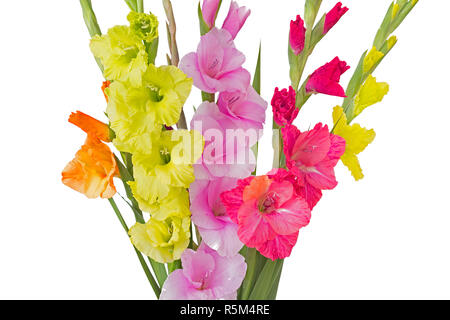 Farbenprächtige Gladiolen (Gladiolus) auf weißem Hintergrund Stockfoto