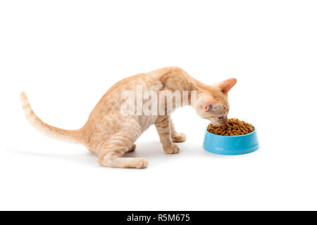 Kätzchen essen Pet getrocknete Lebensmittel Stockfoto