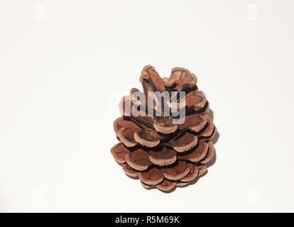 Eine braune Pine Cone öffnen auf weißem Hintergrund Stockfoto