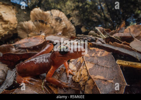 Yellow-eyed Ensatina (Ensatina eschscholtzii xanthoptica) nur in der Bay Area ist eine Unterart der Westküste Salamander, Ensatina gefunden. Stockfoto