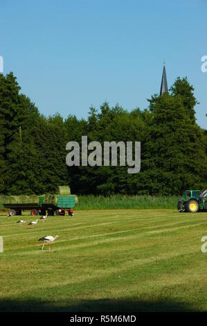 Heuernte in der woogwiesen jockgrim Stockfoto