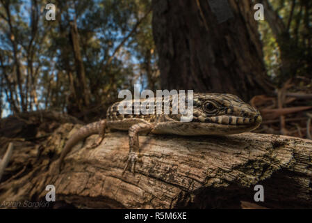 San Francisco Alligator Lizard (Elgaria coerulea coerulea), eine Unterart des Nördlichen krokodil Echse, die endemisch ist in der Bay Area in Kalifornien. Stockfoto