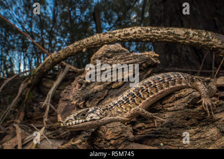 San Francisco Alligator Lizard (Elgaria coerulea coerulea), eine Unterart des Nördlichen krokodil Echse, die endemisch ist in der Bay Area in Kalifornien. Stockfoto