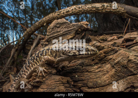 San Francisco Alligator Lizard (Elgaria coerulea coerulea), eine Unterart des Nördlichen krokodil Echse, die endemisch ist in der Bay Area in Kalifornien. Stockfoto